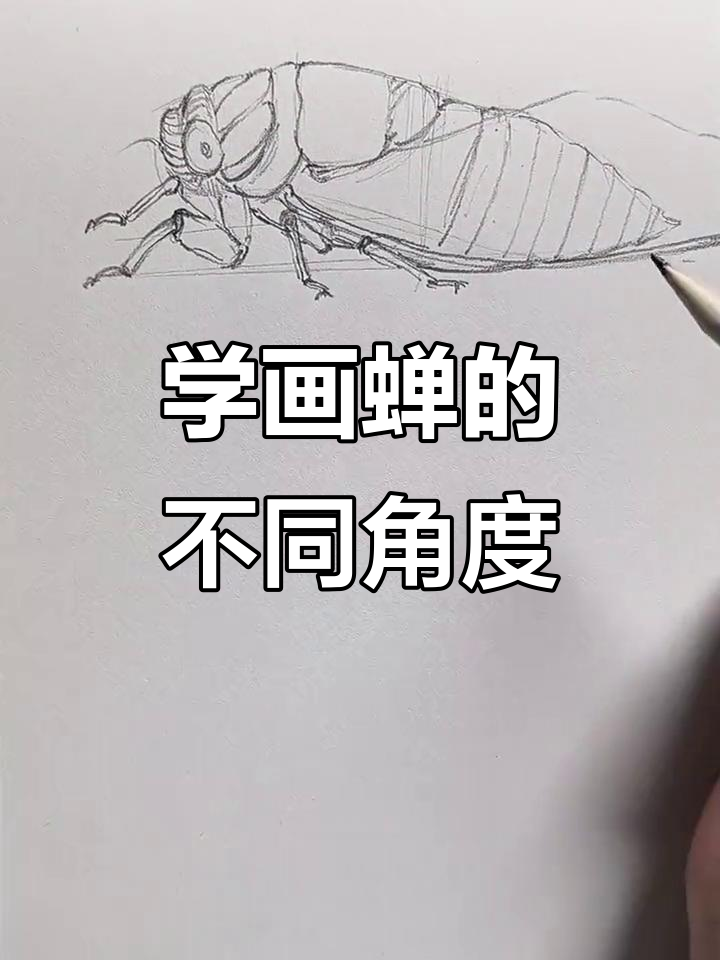 蝉的侧面与俯视画法,轻松掌握细节