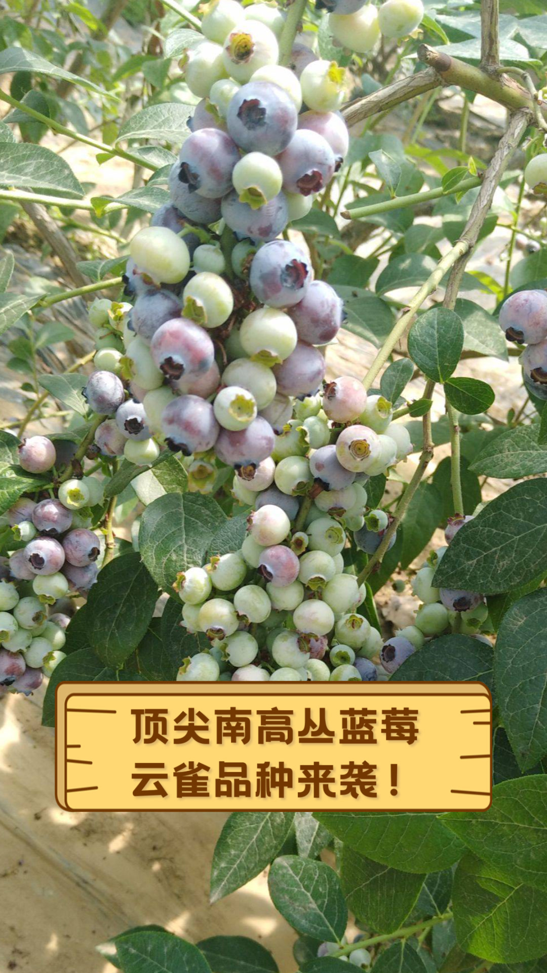 顶尖南高丛蓝莓,云雀品种来袭!