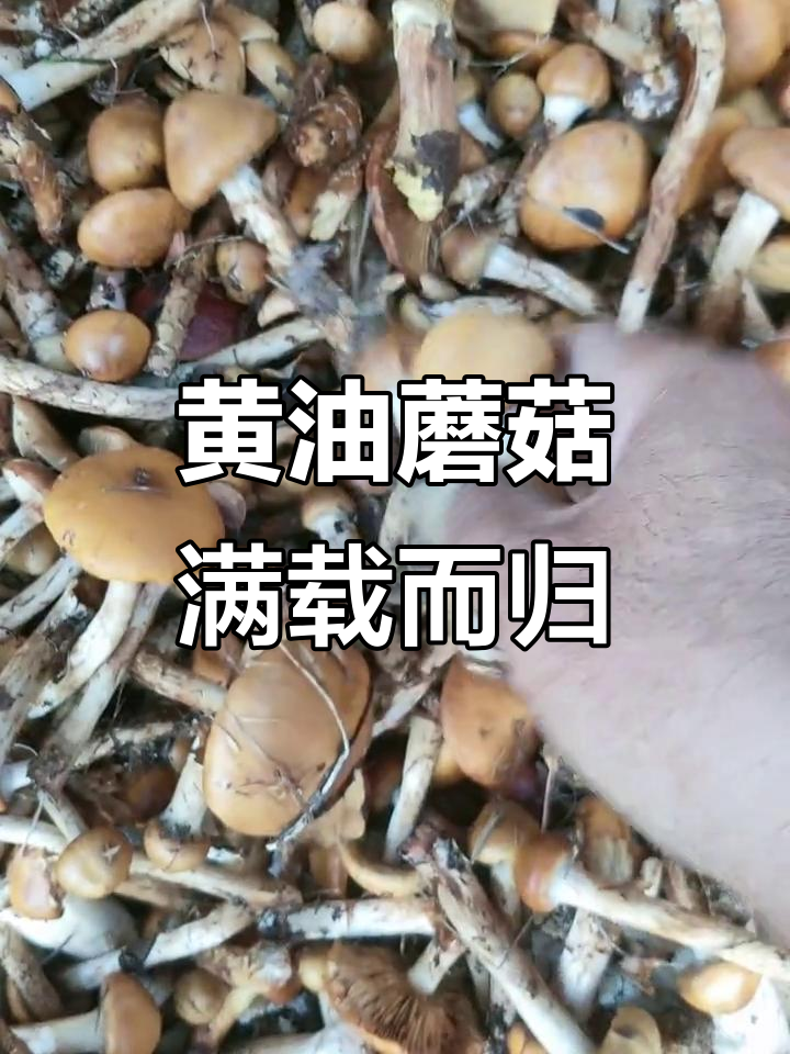 半车黄油蘑菇大丰收,野生美味一网打尽