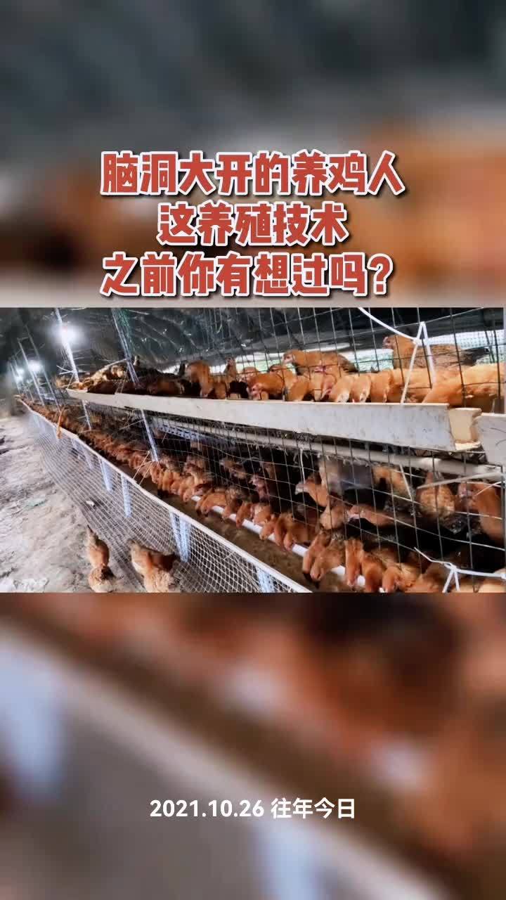 农村创业养鸡致富人心得体会(农村创业养鸡致富人心得体会怎么写)