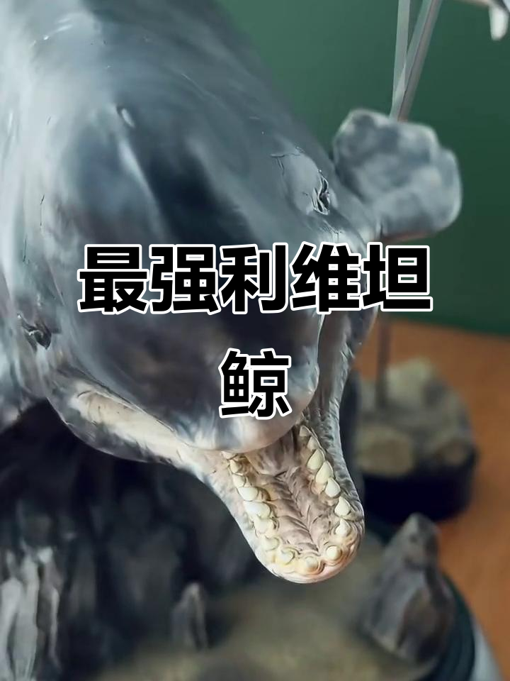 利维坦鲸:最强海洋食肉动物揭秘