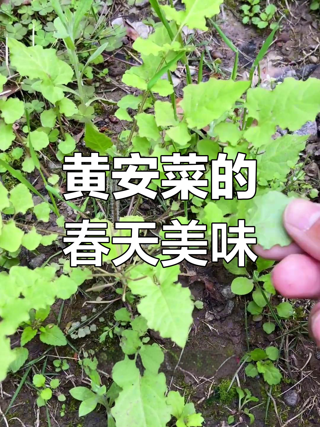 春季高营养黄安菜,蒲公英的"亲戚"你认识吗?