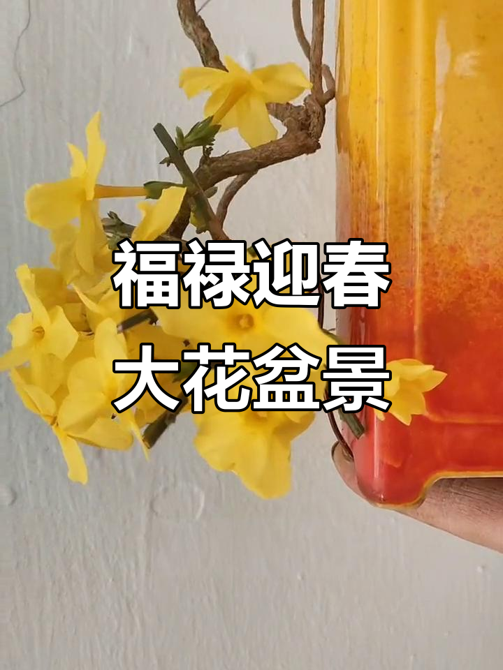 大花福禄迎春,美丽盆景展示