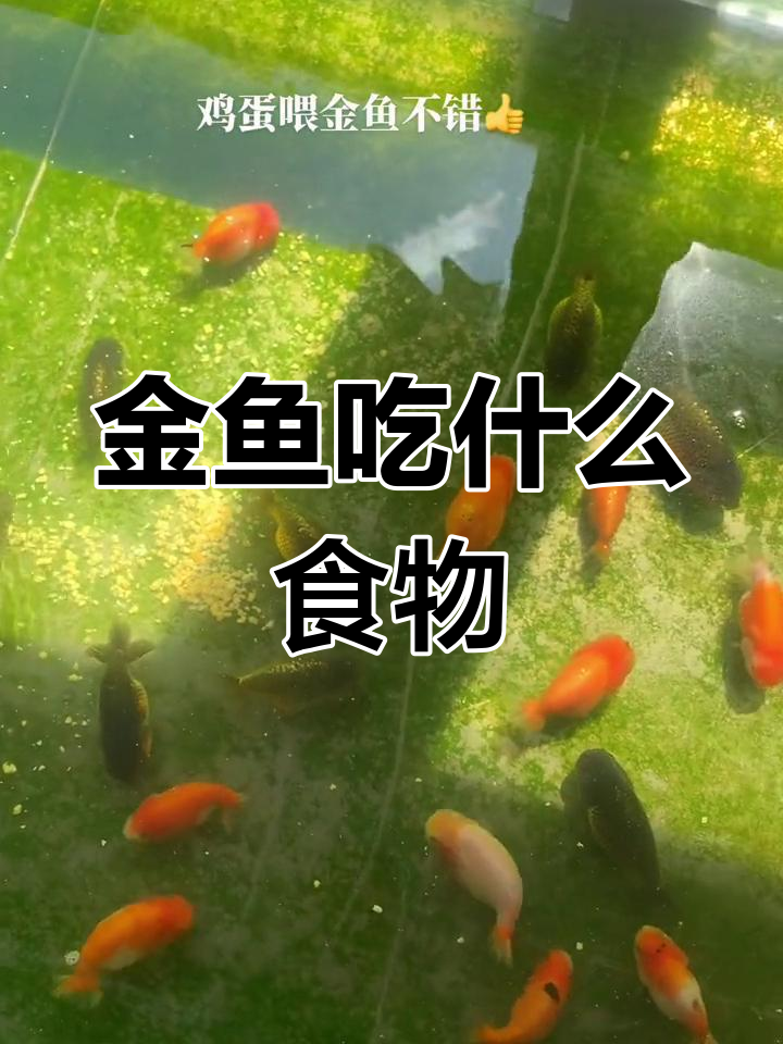 金鱼为什么不能吃