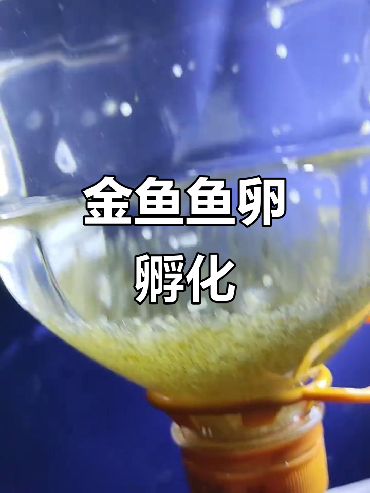 短尾草金鱼鱼卵孵化全过程,脱粘后新生命诞生