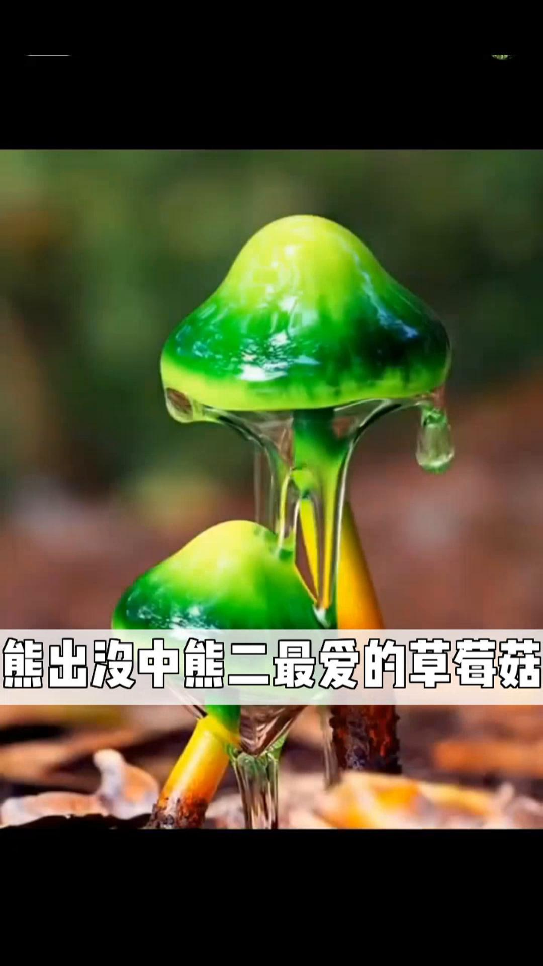 熊出没中熊二最爱的草莓菇