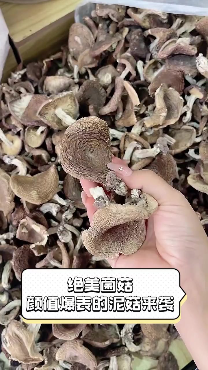 绝美菌菇,颜值爆表的泥菇来袭
