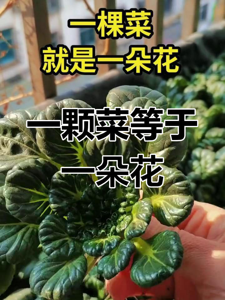 阳台上的美丽蔬菜,每一棵都是一朵花