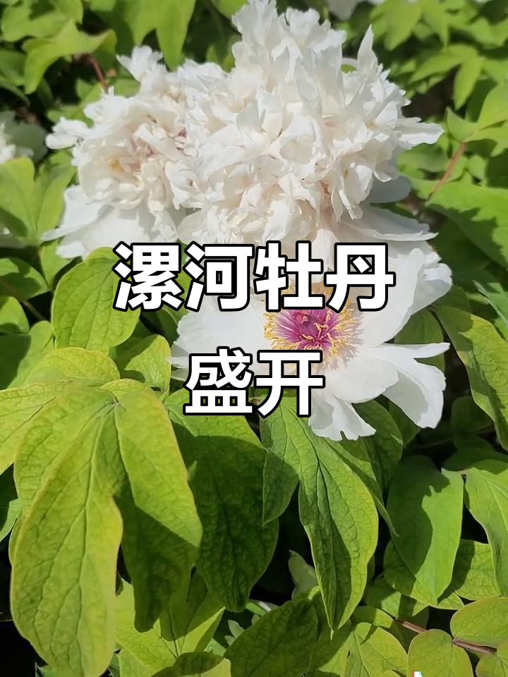 漯河牡丹花海,百花之王惊艳登场