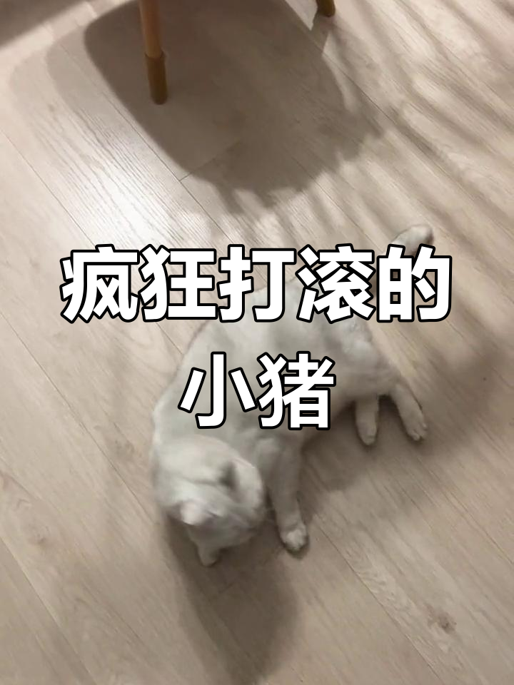 小猪咪撒娇打滚,萌态十足