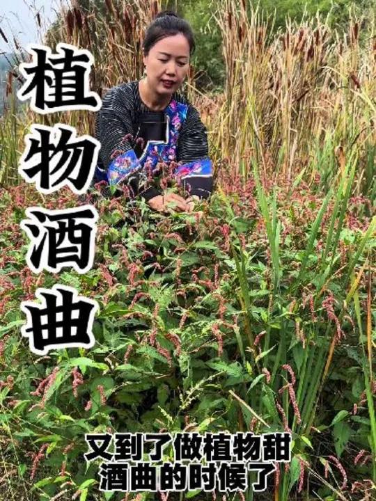 植物酒曲 辣蓼草开花了,今天采些来做甜酒曲我的乡村生活辣蓼草新农人