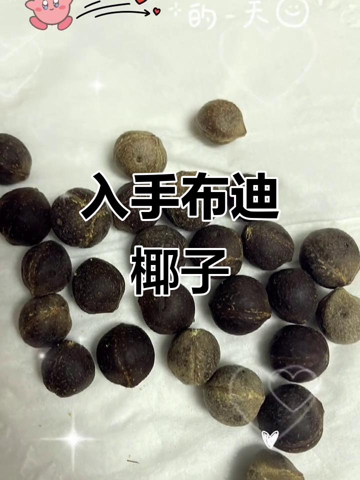 布迪椰子和椰手,你准备入手了吗?