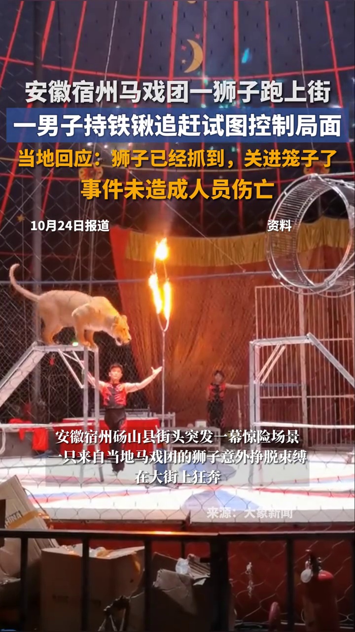 安徽宿州马戏团一狮子跑上街,当地:喂食时意外跑出,已抓获
