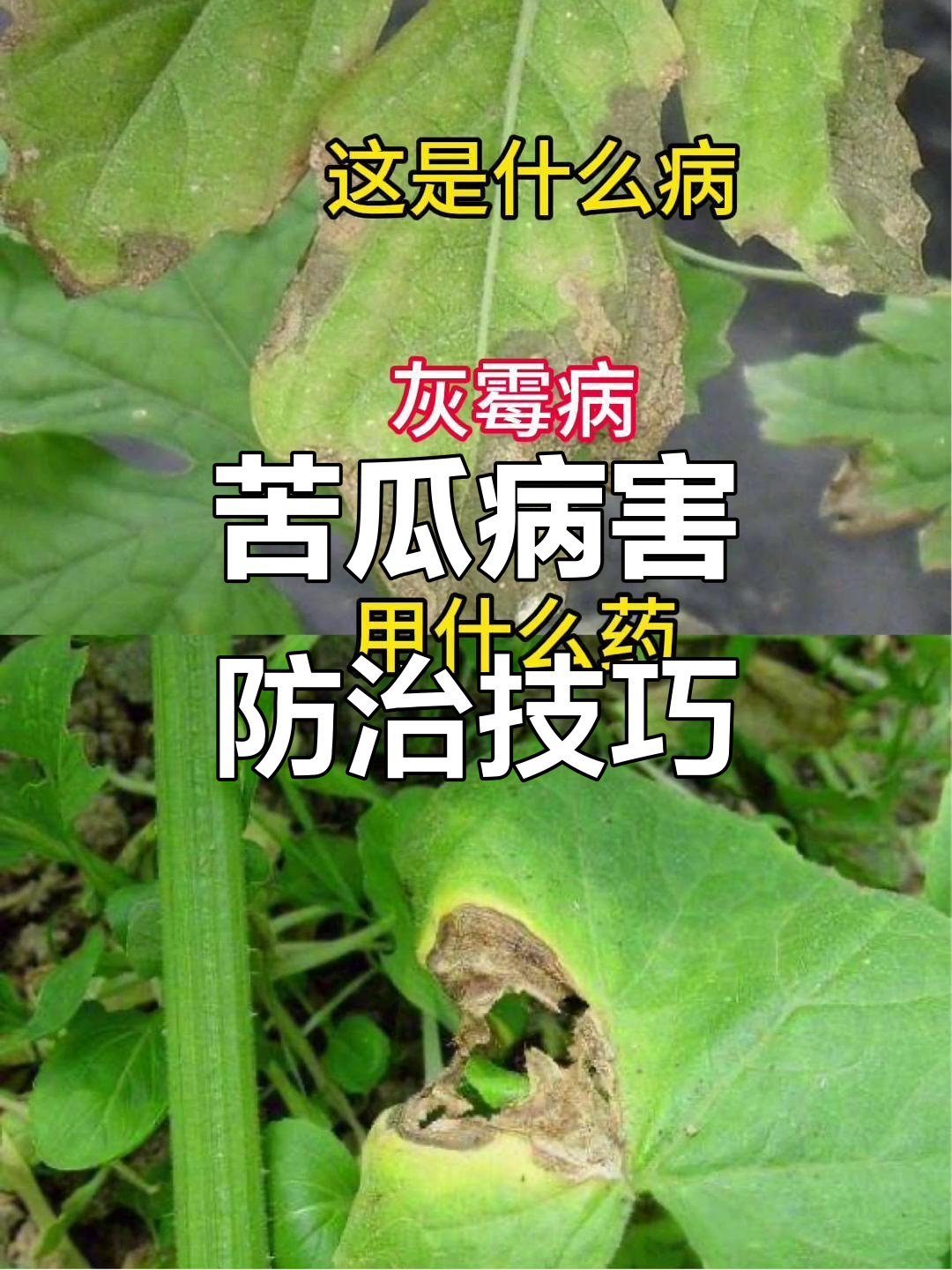 苦瓜常见病害及防治方法,农民必看!
