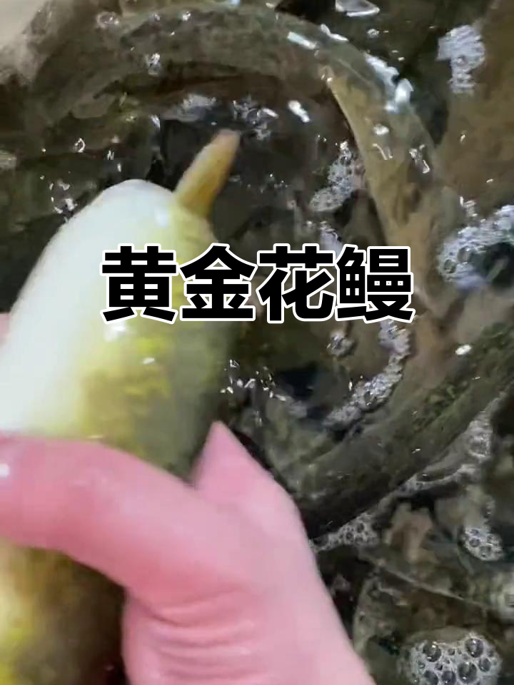 金黄色鳗鱼,水库中的美味