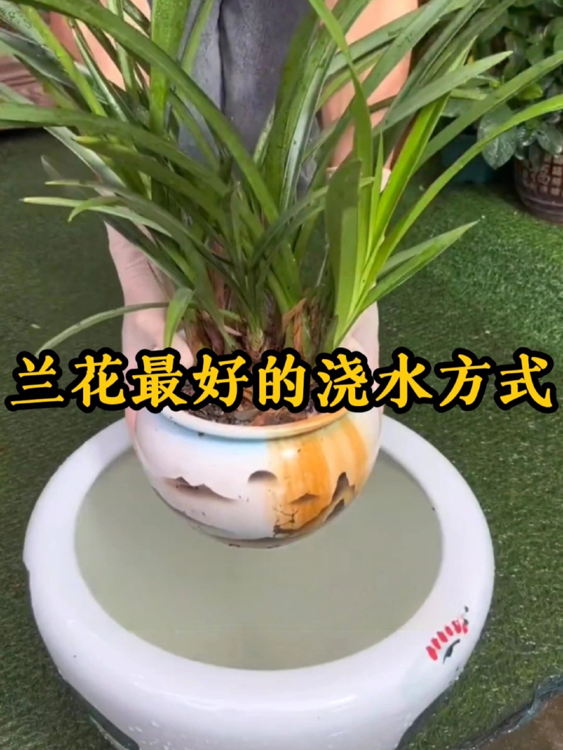 兰花最好的浇水方式是浸盆法,让它吸饱水分