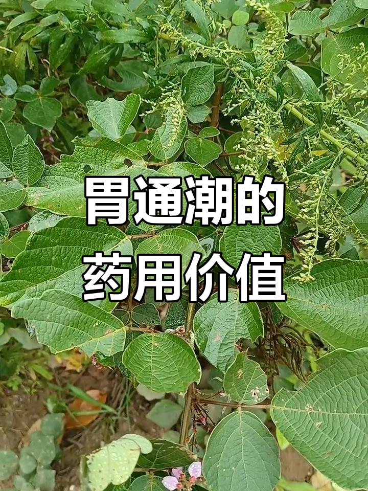 胃痛草的种子和根,你认识吗?