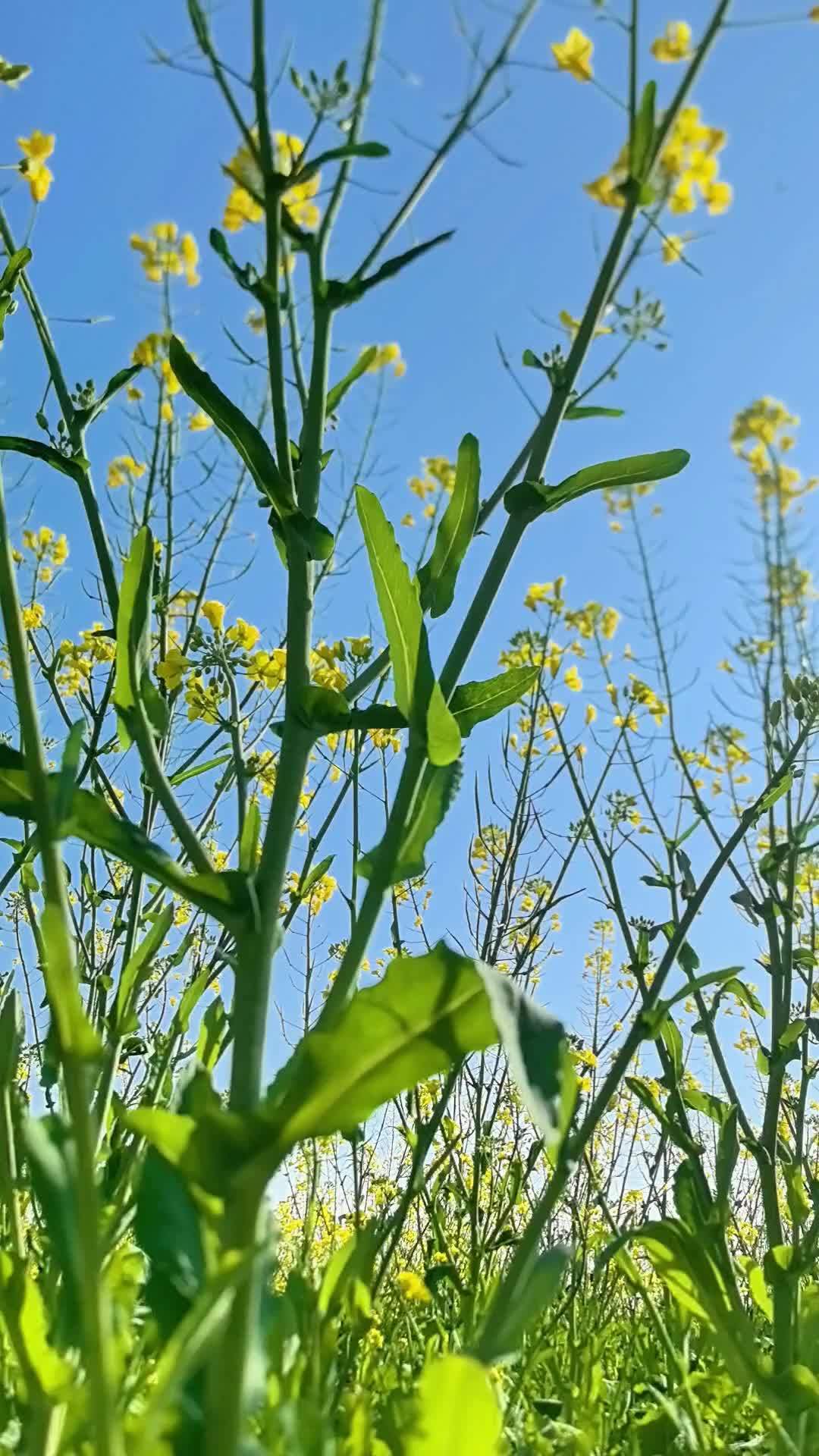 还是阳光明媚的春天更好看 有一种春天叫油菜花开 感受大自然的气息和