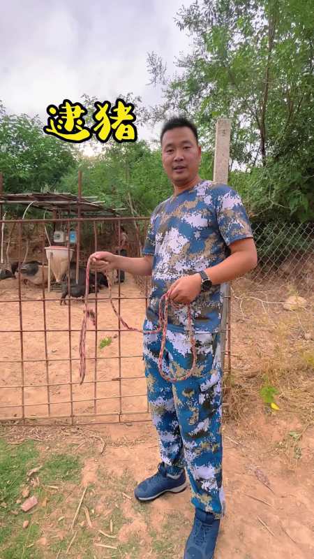 三农吃过猪肉但你见过套猪吗黄河神仙湾的跑山猪真的不好逮需要高超的