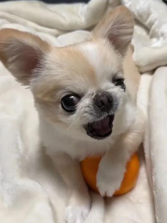 狗狗:假装生气也需要天赋 主人:护食小能手 狗狗品种:吉娃娃&京巴混血