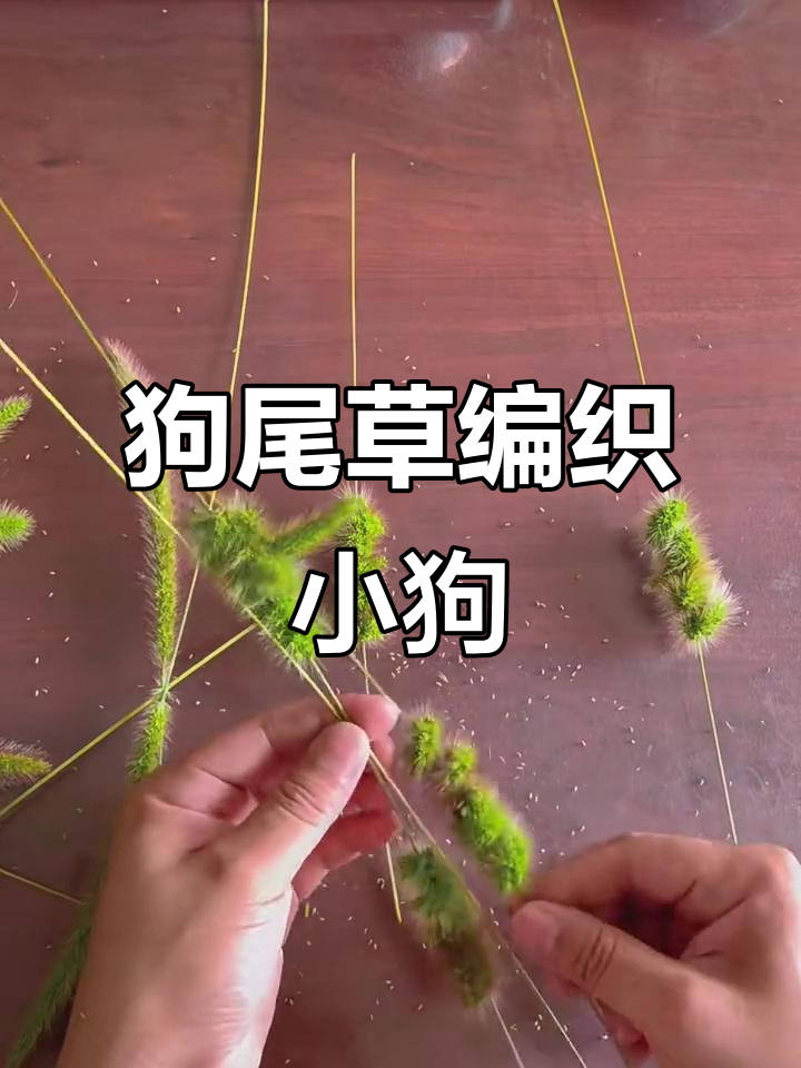 用狗尾巴草编出可爱小狗,简单又有趣!