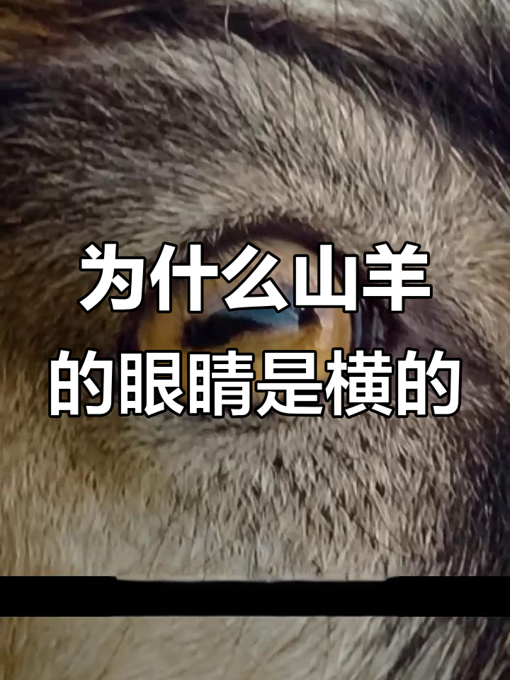 山羊眼睛为何是横的?揭秘瞳孔形状背后的秘密