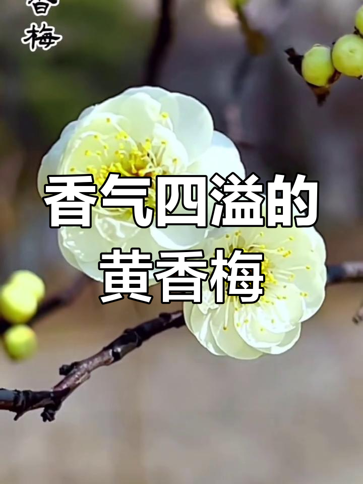 黄香梅,黄白交织,香气扑鼻,堪称梅花之首