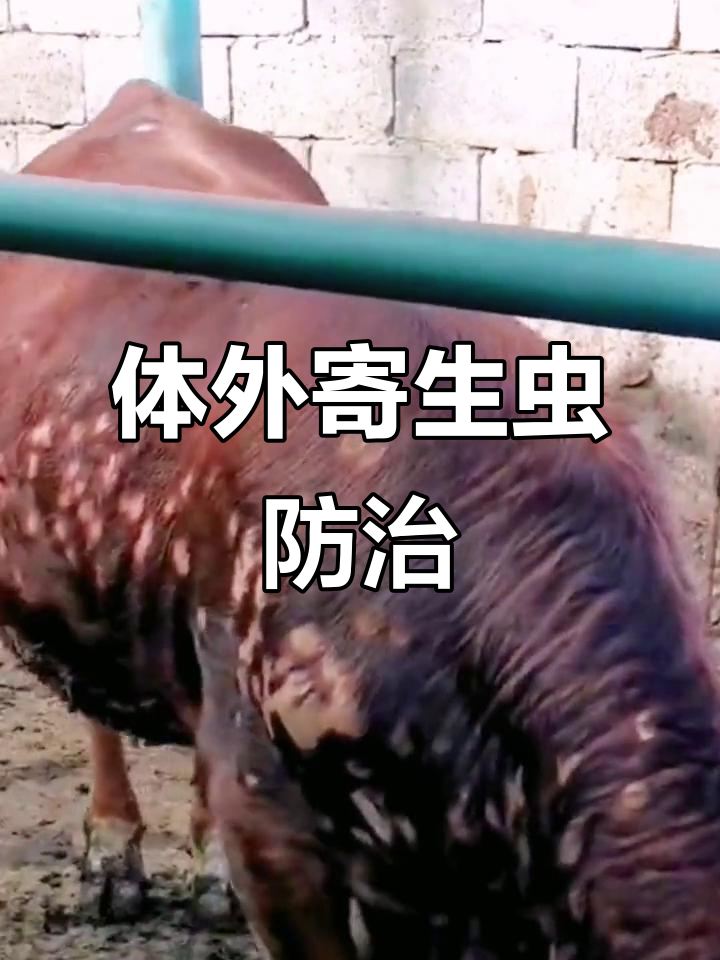 牛螨虫感染怎么办?驱虫技巧大公开