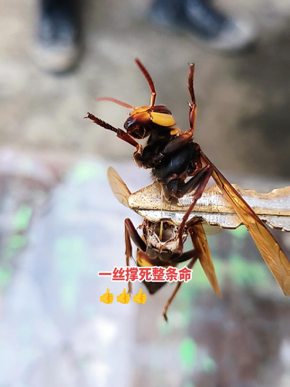 昆虫世界 奇妙的动物 金环虎头蜂 观察昆虫 乡土气息-度小视