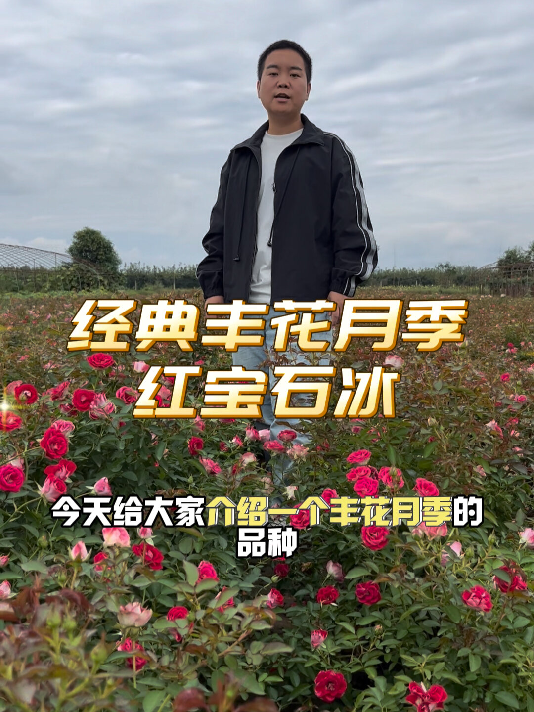 皮实好养的月季品种 红宝石冰 耐晒耐雨淋