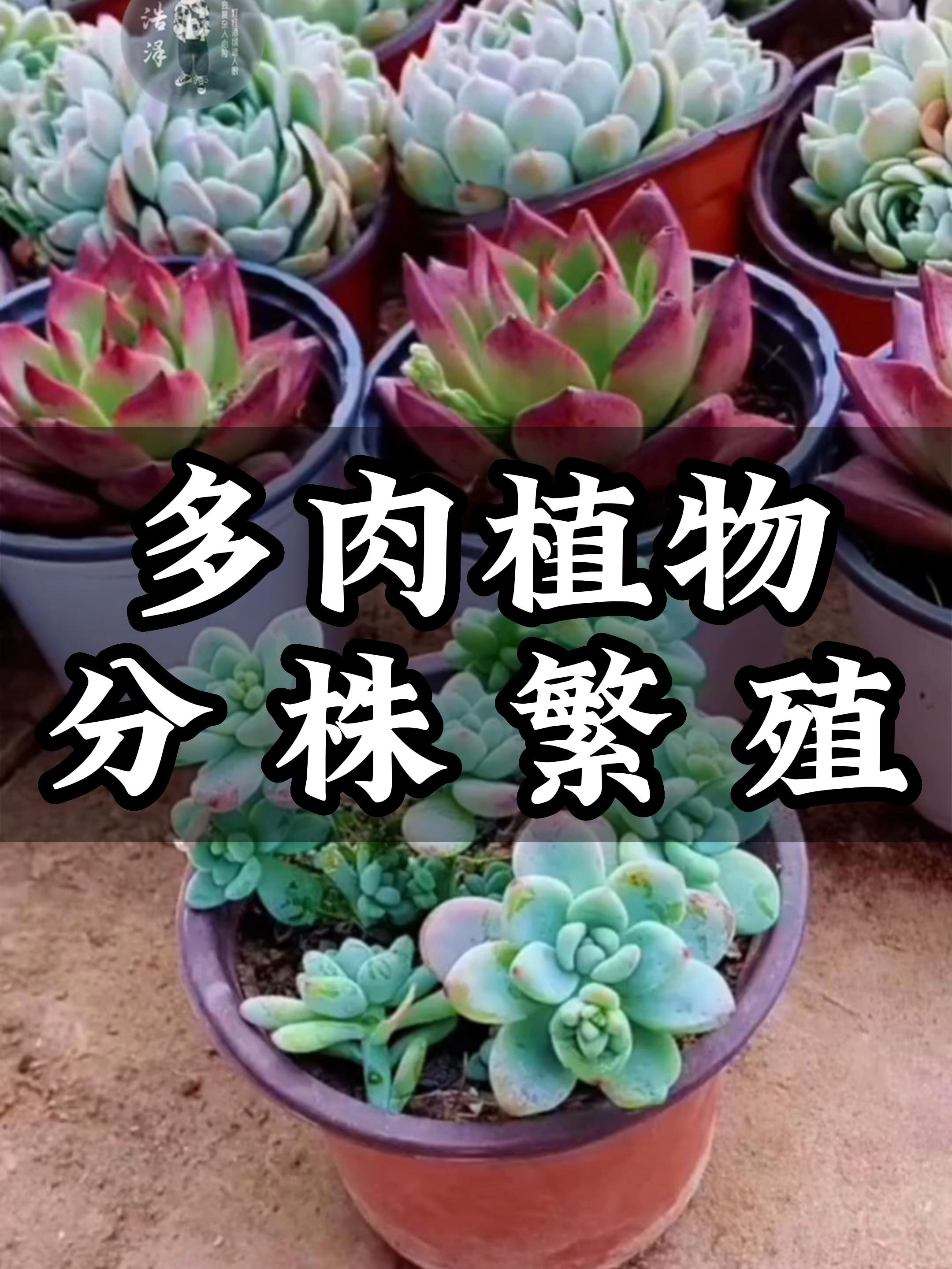 多肉植物分株繁殖