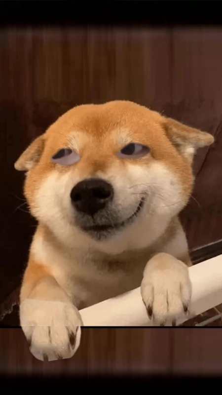 给生活找点乐子 纯属自娱自乐 沙雕日常 柴犬对眼贴纸 提前祝大家中秋