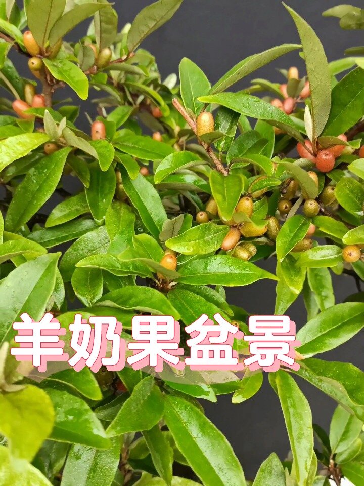 羊奶果盆景制作过程