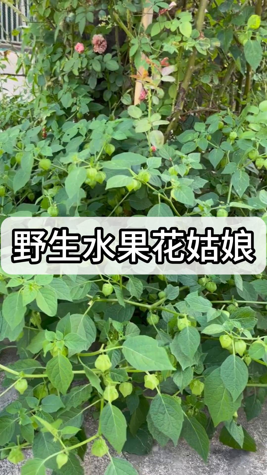 野生水果花姑娘