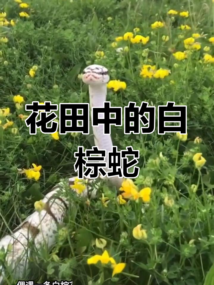 球蟒绿色图片