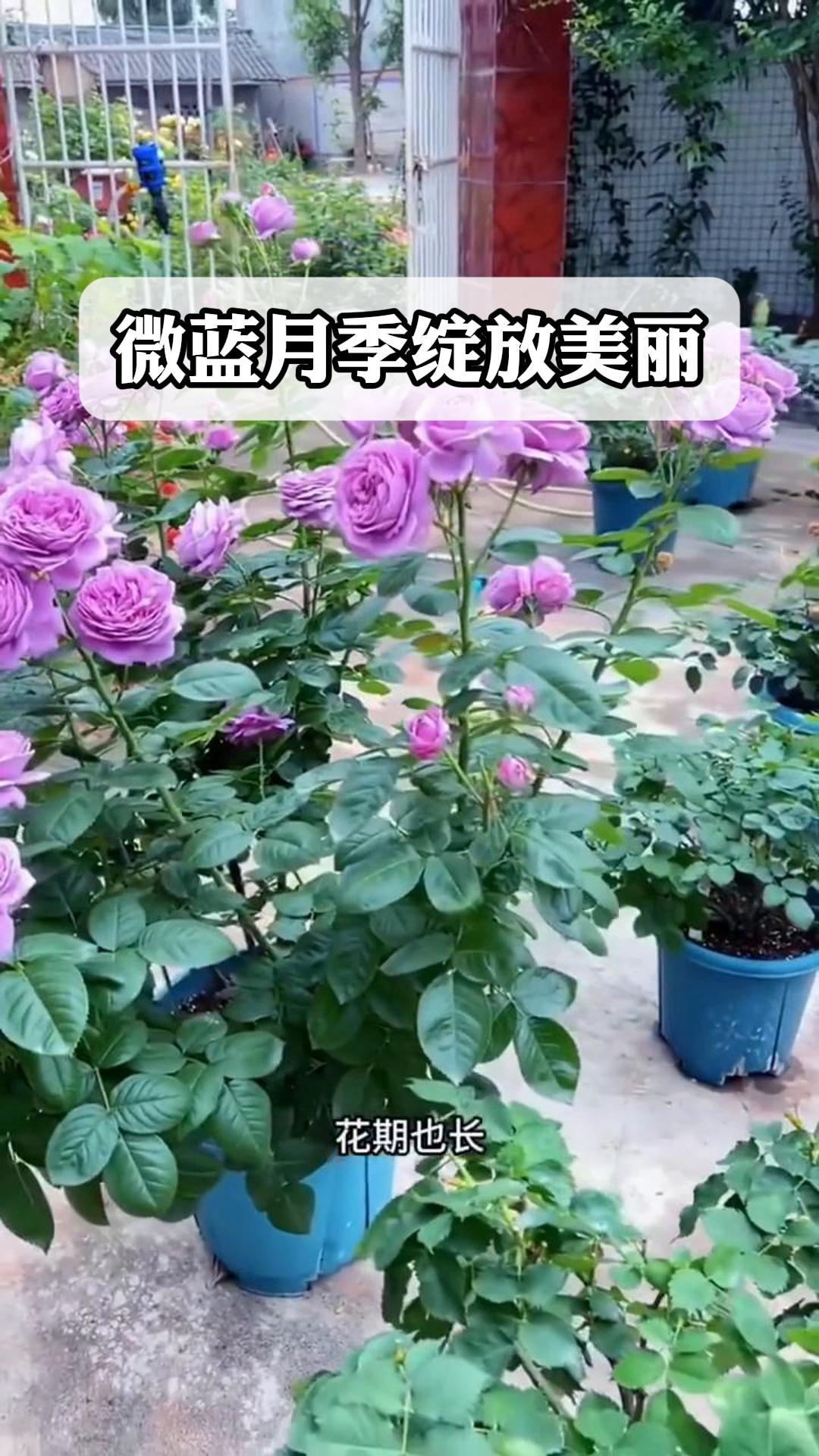 微蓝月季绽放美丽
