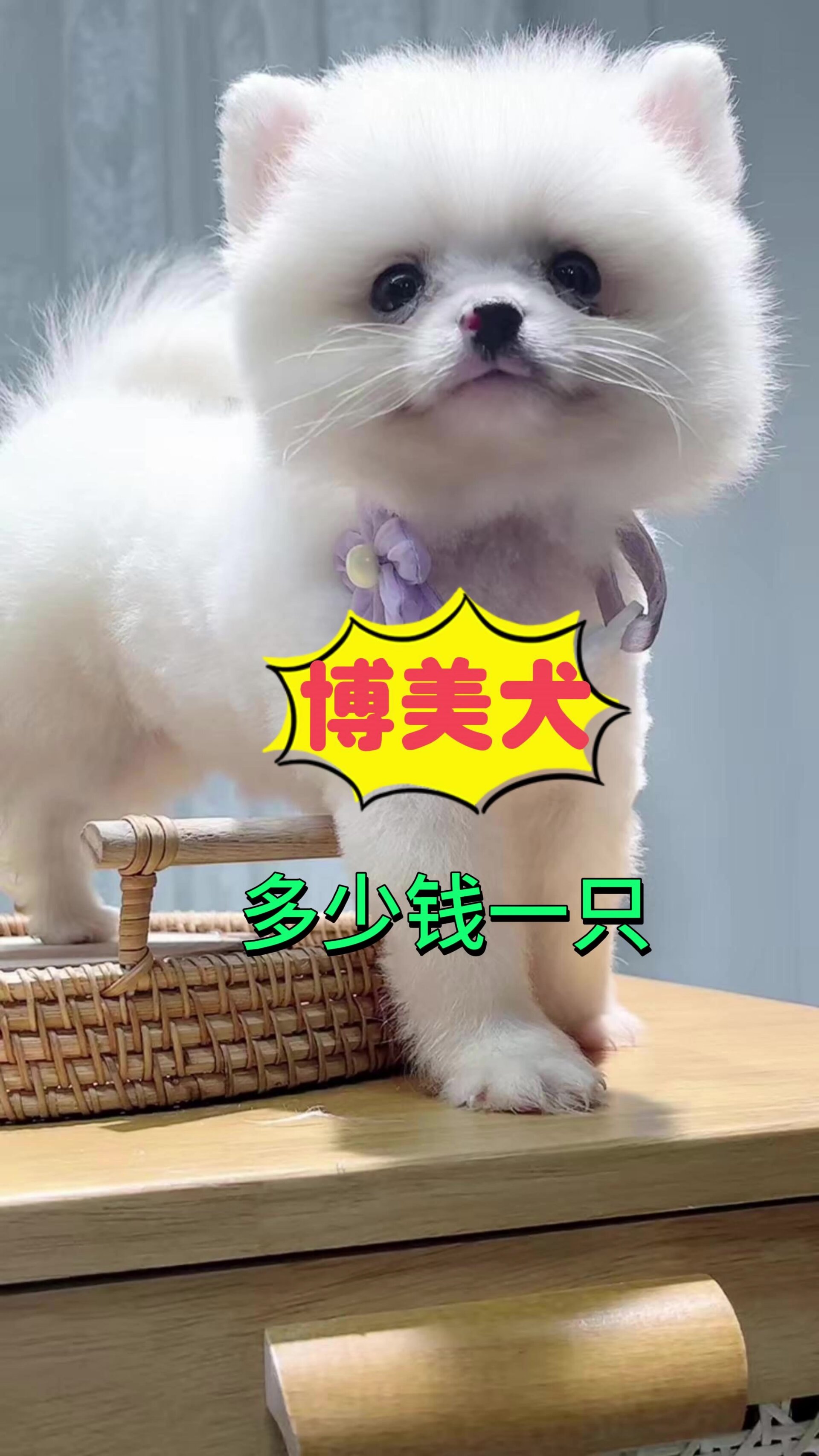 博美犬多少钱一只