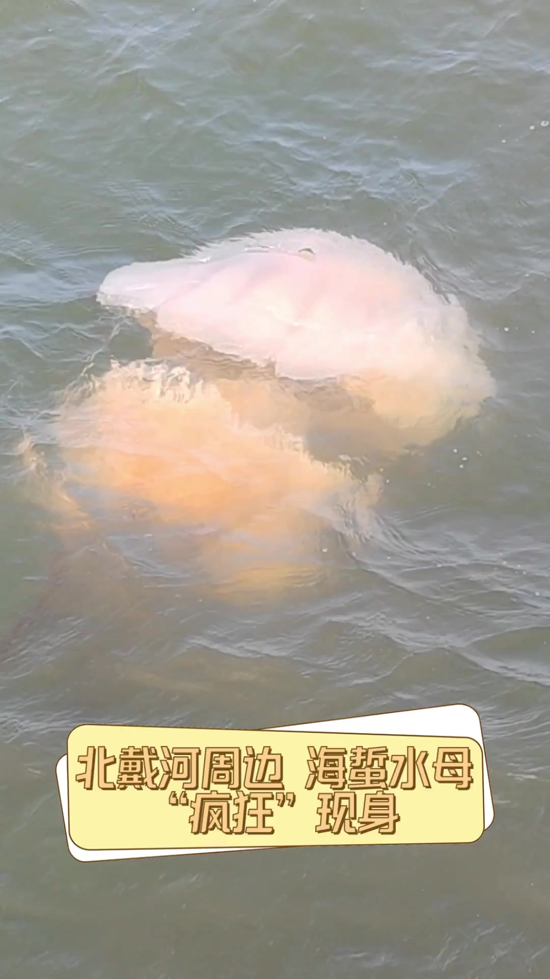 北戴河周边,海蜇水母"疯狂"现身