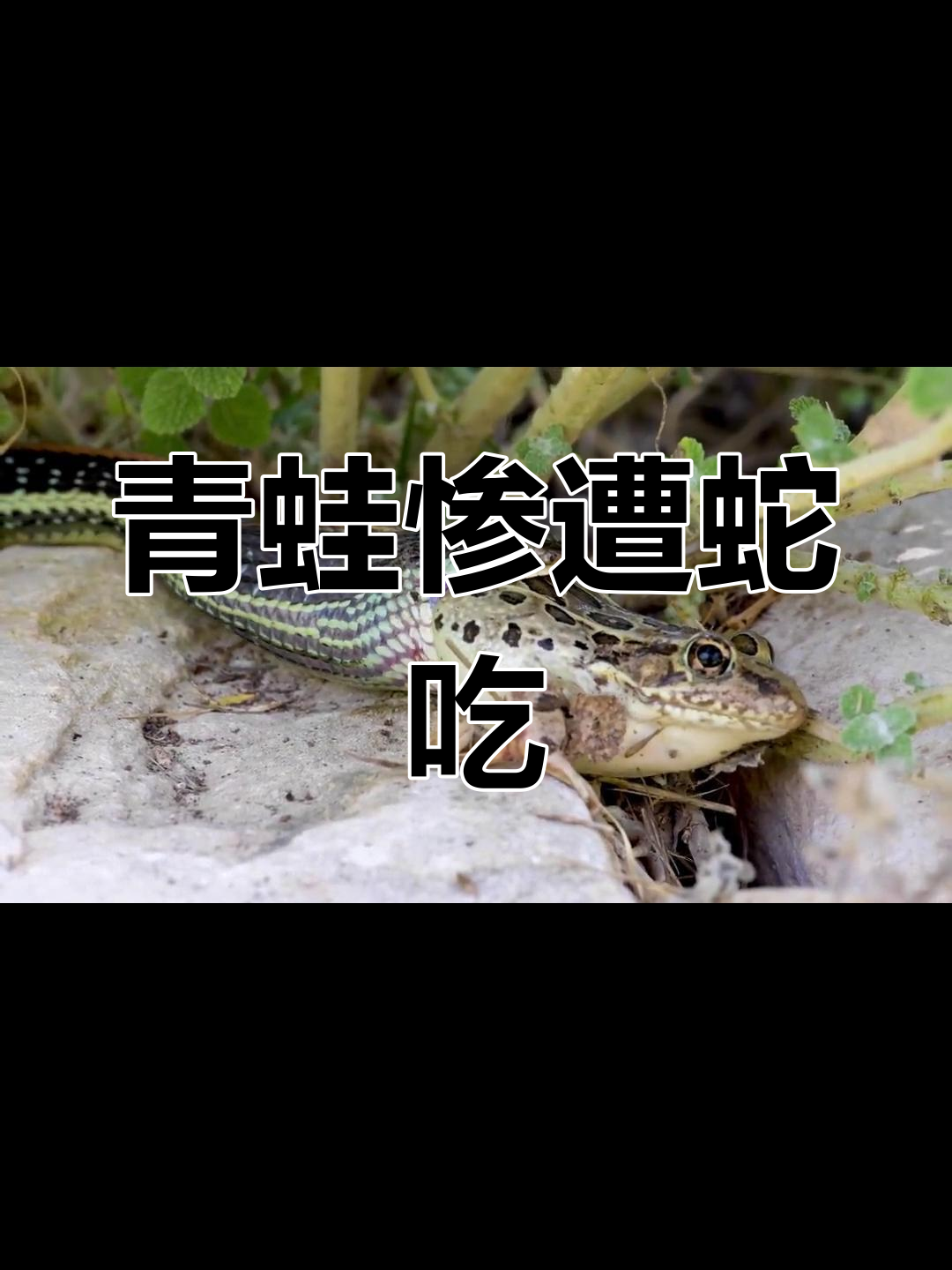 青蛙被蛇活吞,挣扎无果的惊悚瞬间