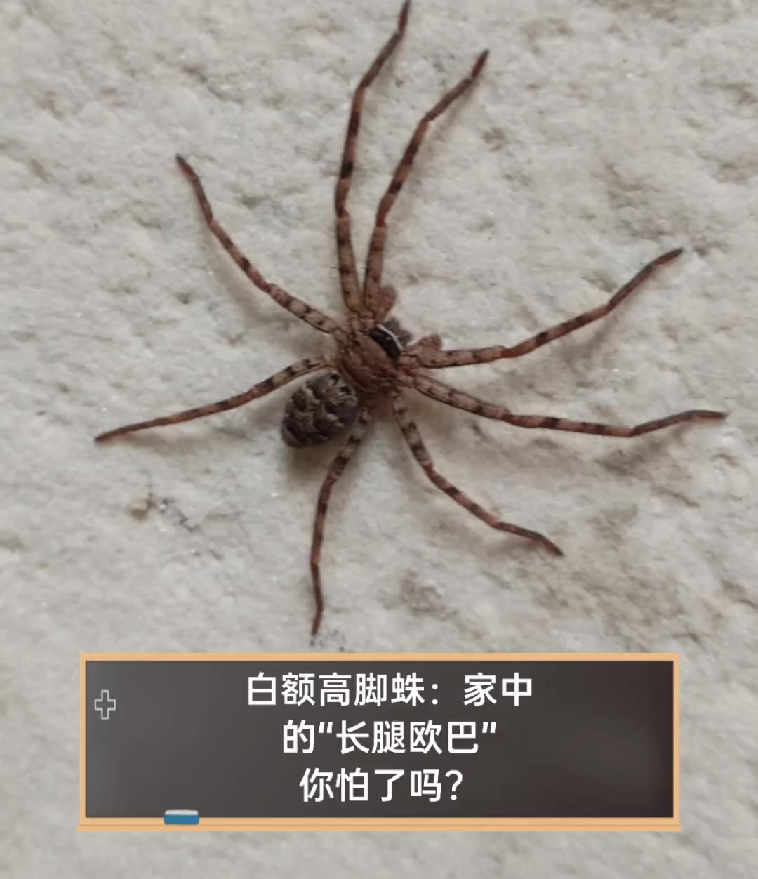 白额高脚蛛:家中的"长腿欧巴",你怕了吗?