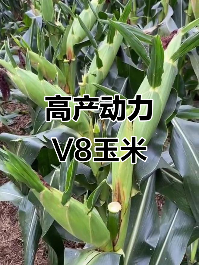 动力v8玉米种:高产,抗倒,根系强劲