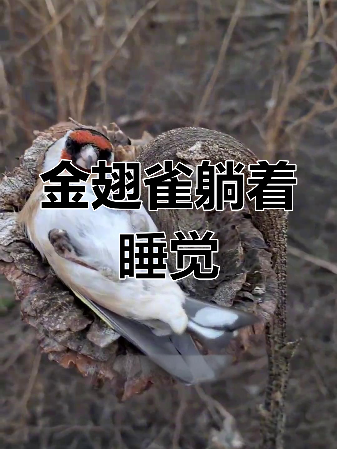 金翅雀的独特睡觉姿势,竟然是这样引诱人类的!