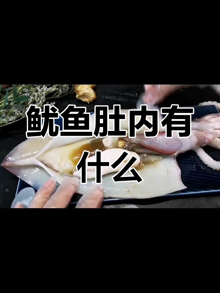 鱿鱼肚子里图片