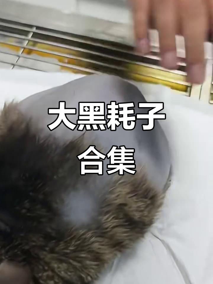 无毛梨花大黑耗子,萌态十足