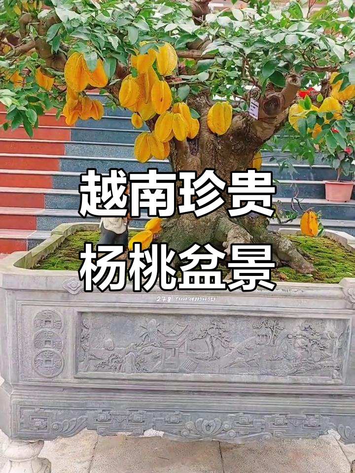 越南稀有杨桃盆景,独特造型惊艳来袭