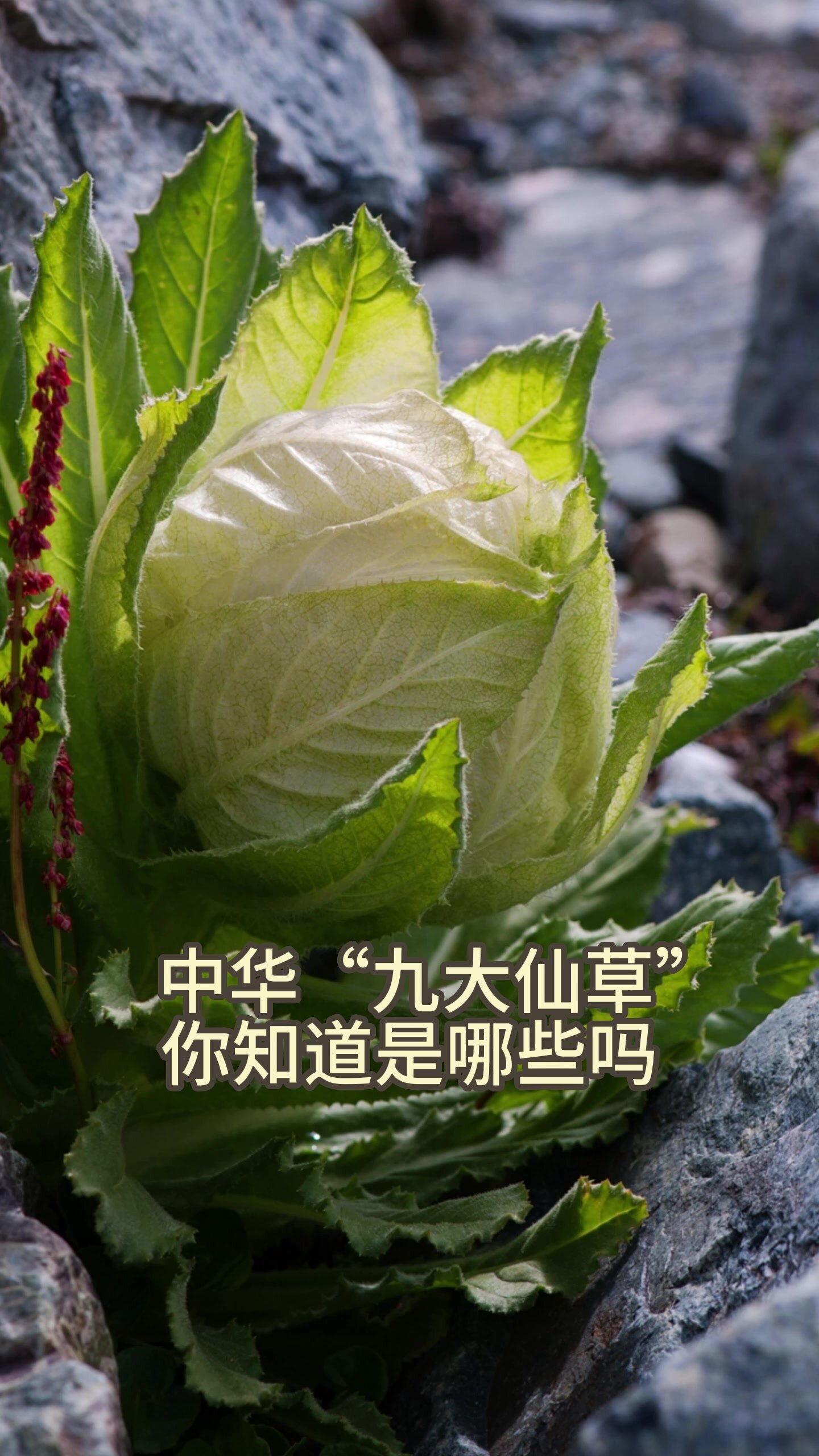中华""九大仙草""
