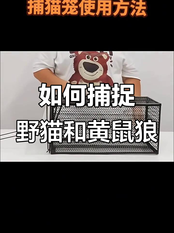 轻松安装捕猫笼,步骤详解教你如何抓黄鼠狼