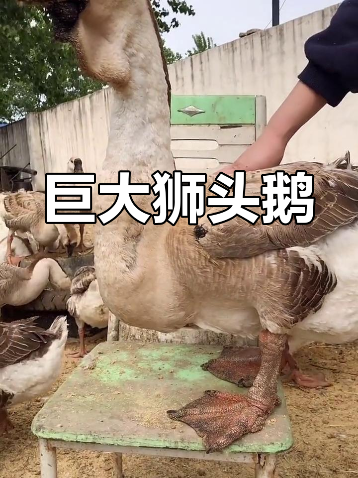狮头鹅,体型庞大如狮子,堪称中国最大鹅种