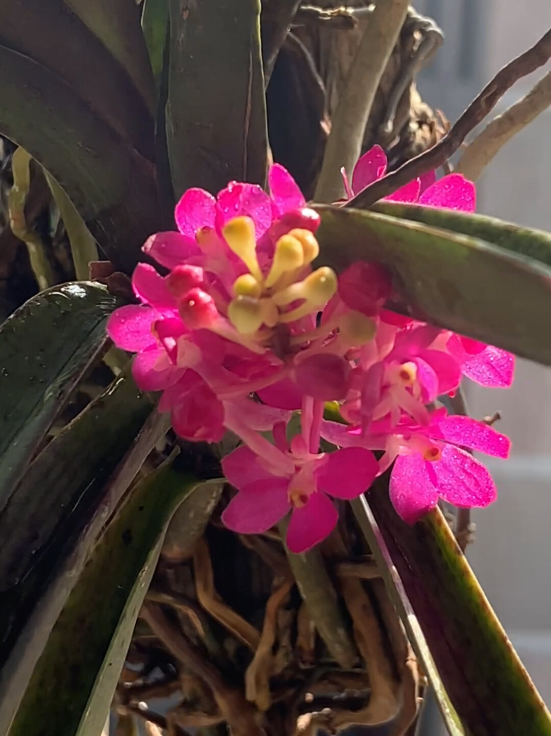 mattwang兰科特辑——鸟舌兰