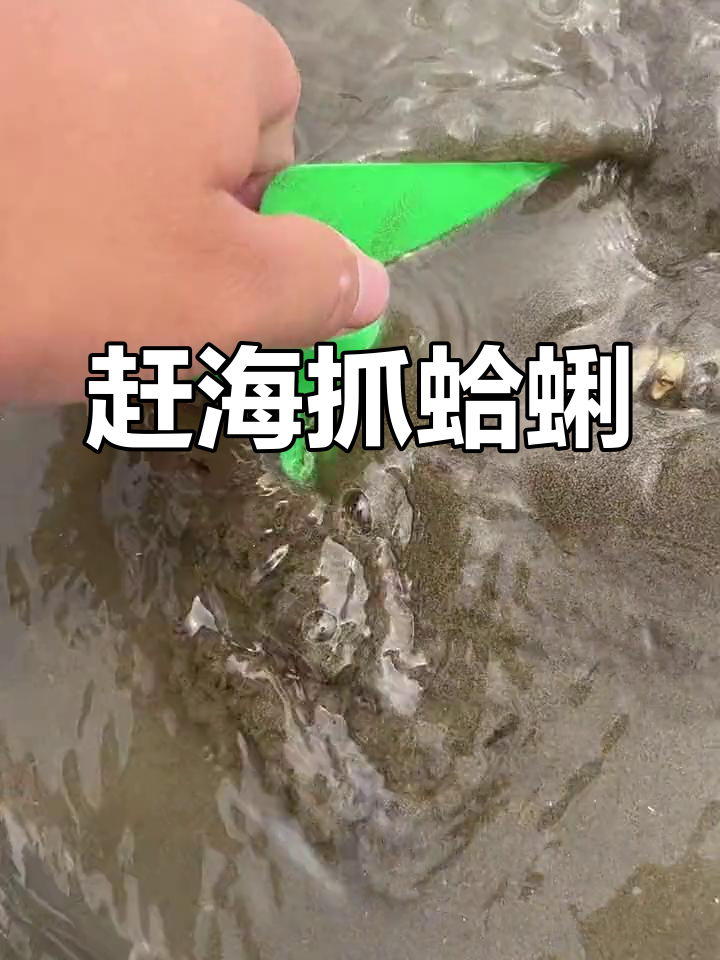 南通黄金海滩挖蛤蜊,发现两个小洞一铲就准
